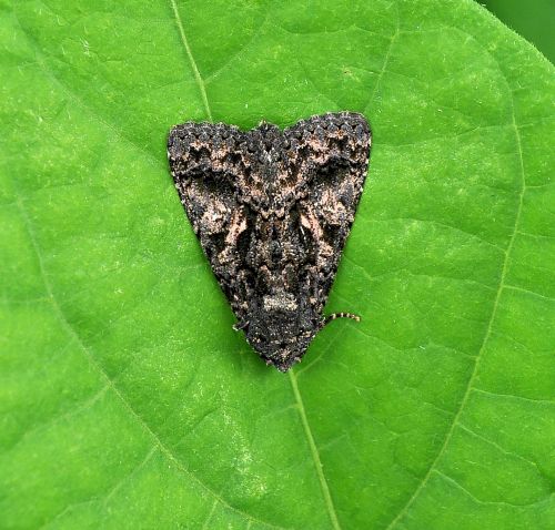 Aedia leucomelas - sembra una maschera